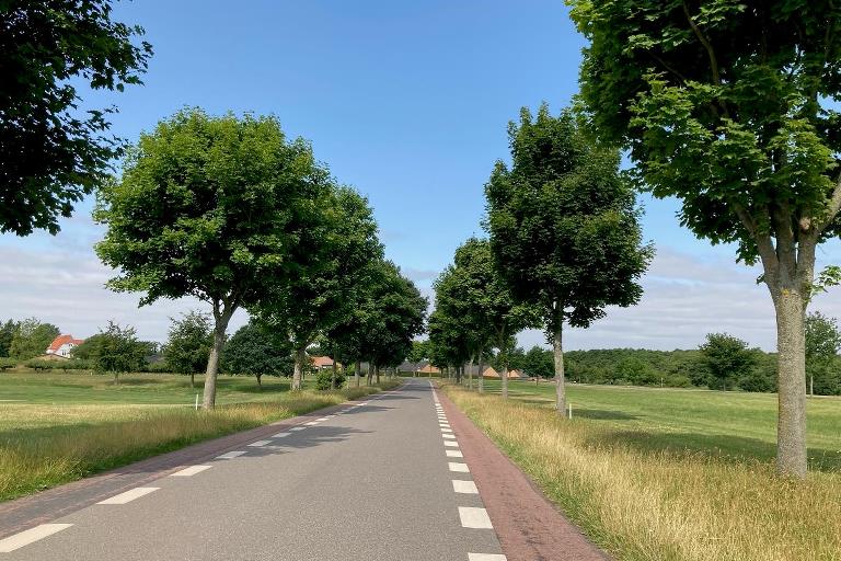 En lige vejtrækning med store vejtræer og højt græs i rabatten. Der er rødasfalt i begge sider af vejen, som indikerer den form for 2 minus 1 vej.