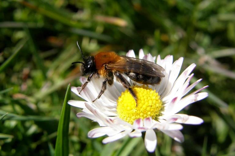 Bien sidder på en lille blomst ved navn Bellis