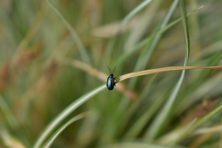 Den lille bille sidder på et græsstrå