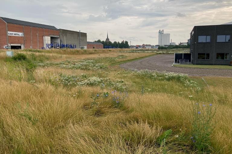 Højt græs samt en masse urter på et stort areal. I baggrunden kan man se en rød lagerbygning.