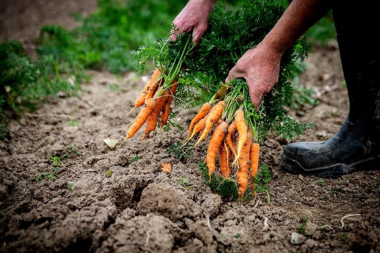To hænder trækker gulerødder op af jorden
