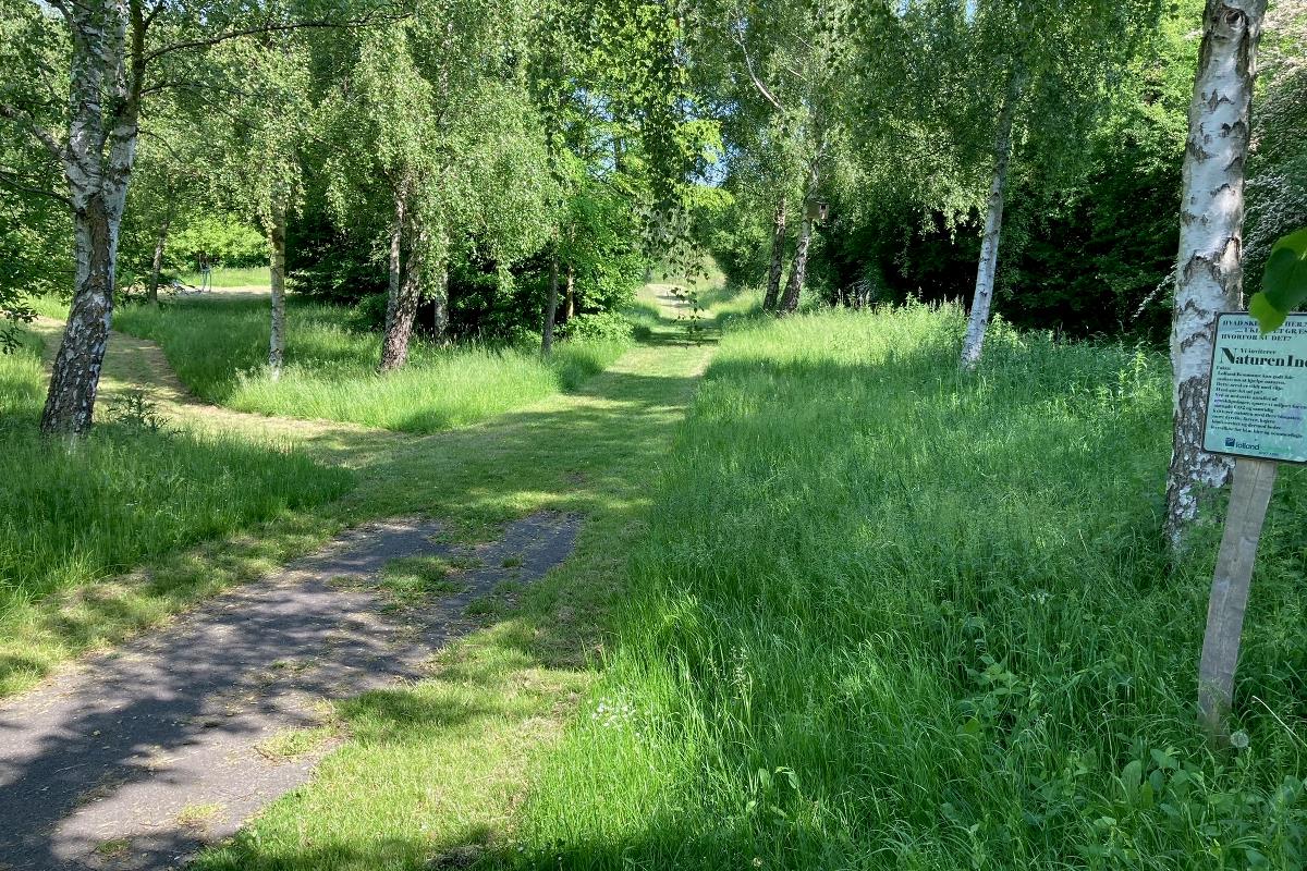 en indgang til byparken, hvor det høje grønne græs dominere, men hvor der er klippede stien igennem, så man nemt kan gå der.
