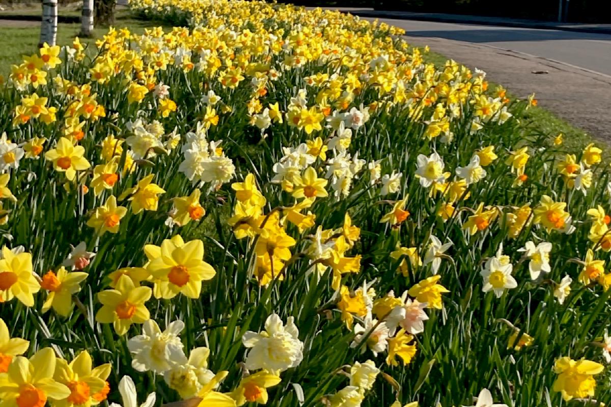 Et grønt område i Rødby hvor vi har lagt blomsterløg ud mod vejen. De står flot med gule og hvide farver.